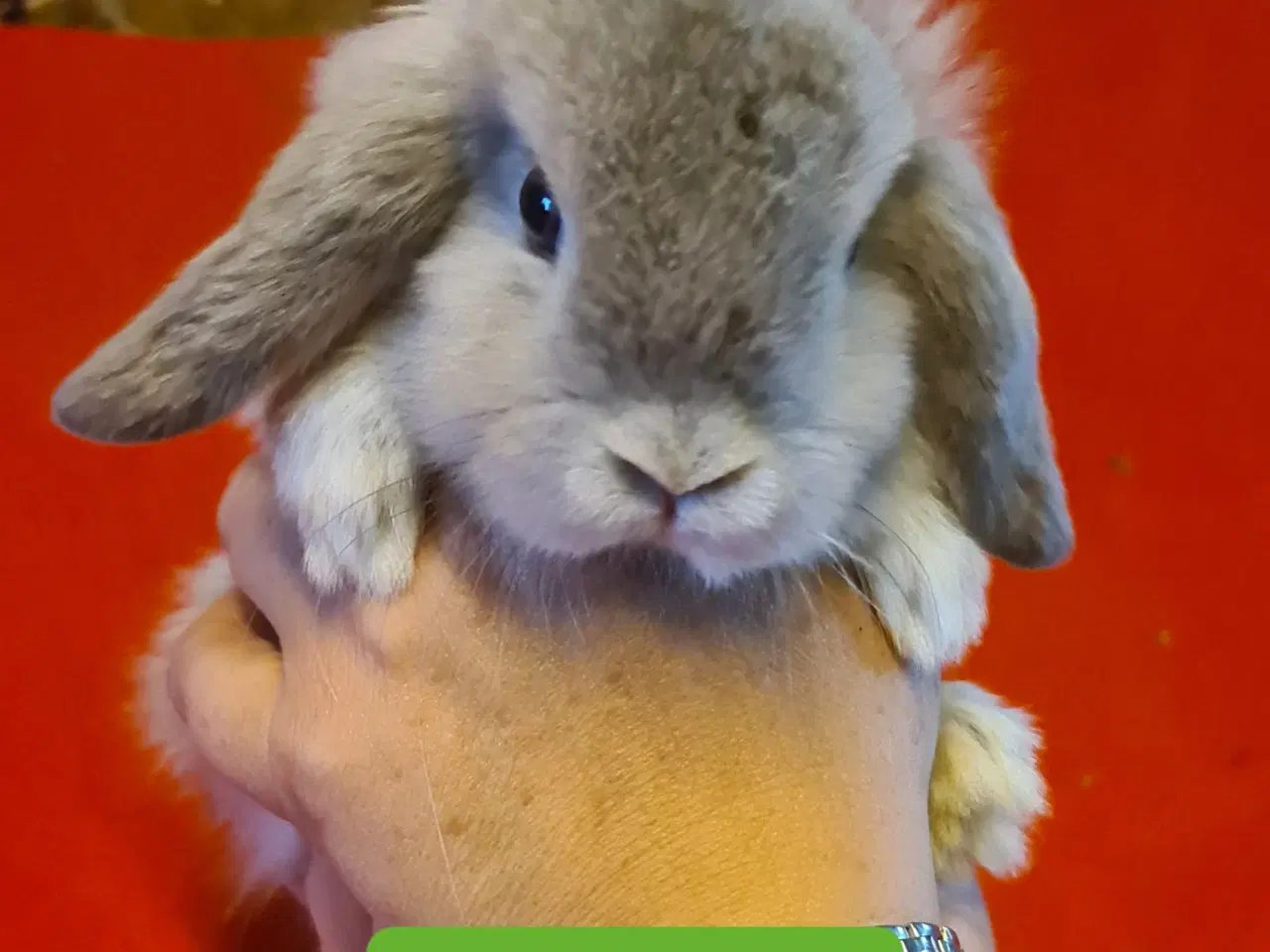 Billede 3 - Mini Lop Kaninunger 