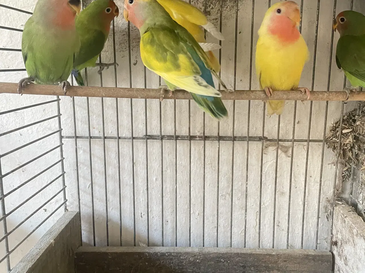 Billede 1 - Dværgpapegøjer 