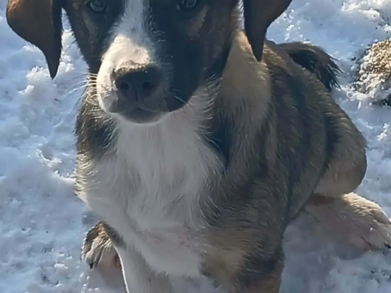 Billede 6 - Skønne Ada søger sin egen familie