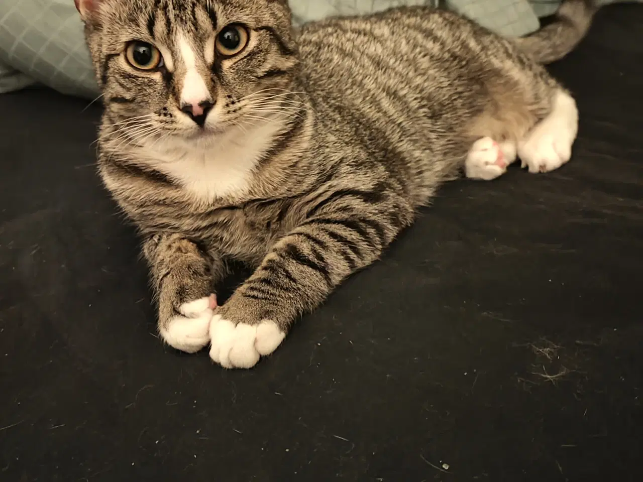 Billede 6 - Søde Pinky søger nyt og trygt hjem