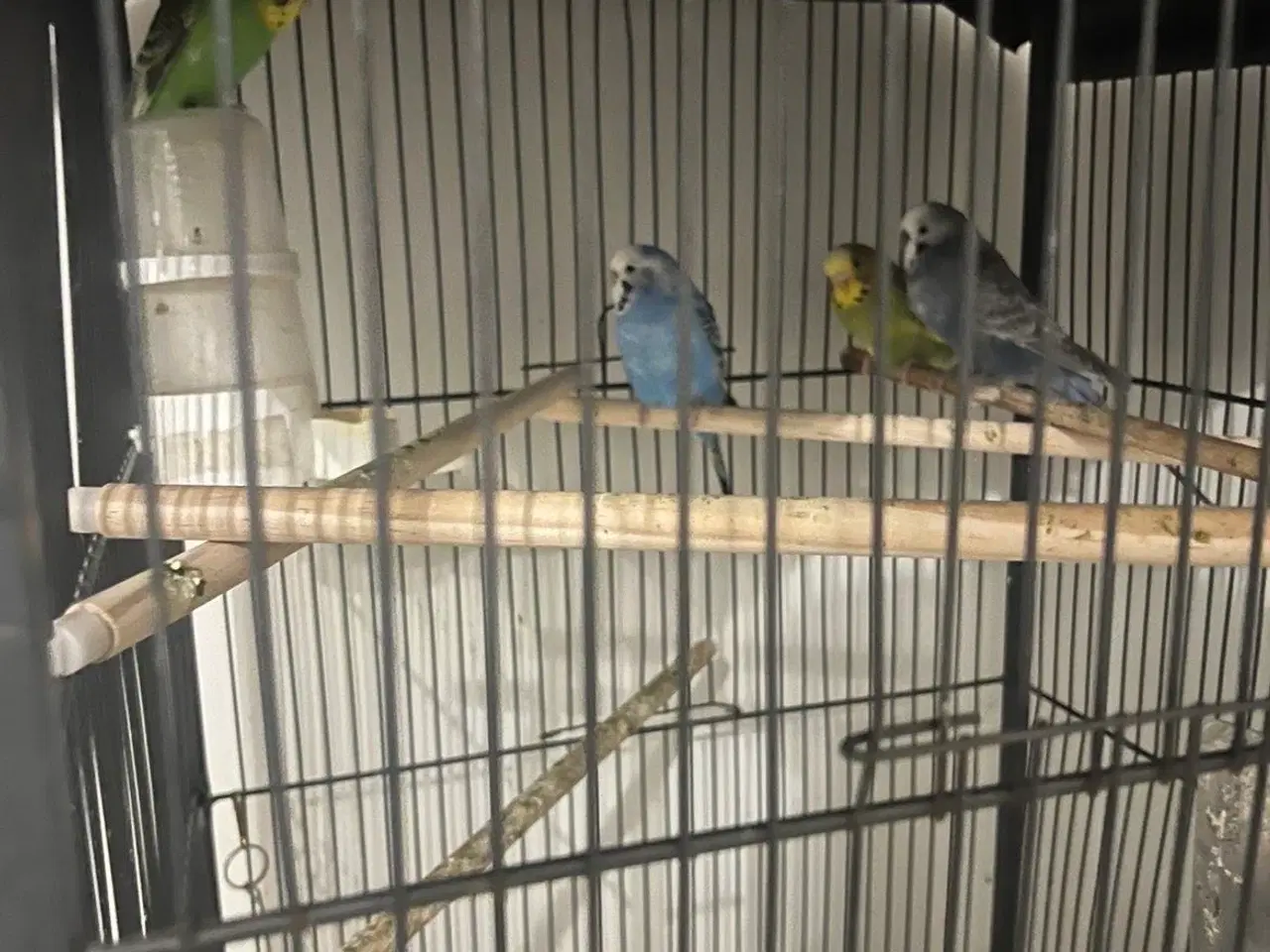 Billede 3 - Undulater med bur