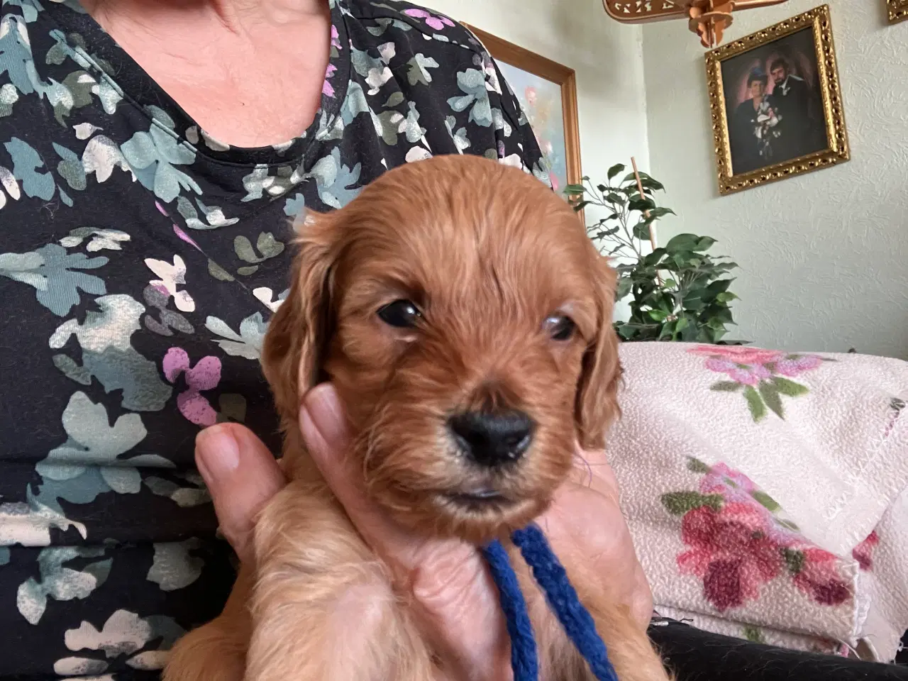 Billede 3 - Cavapoo f2 kennel malekits