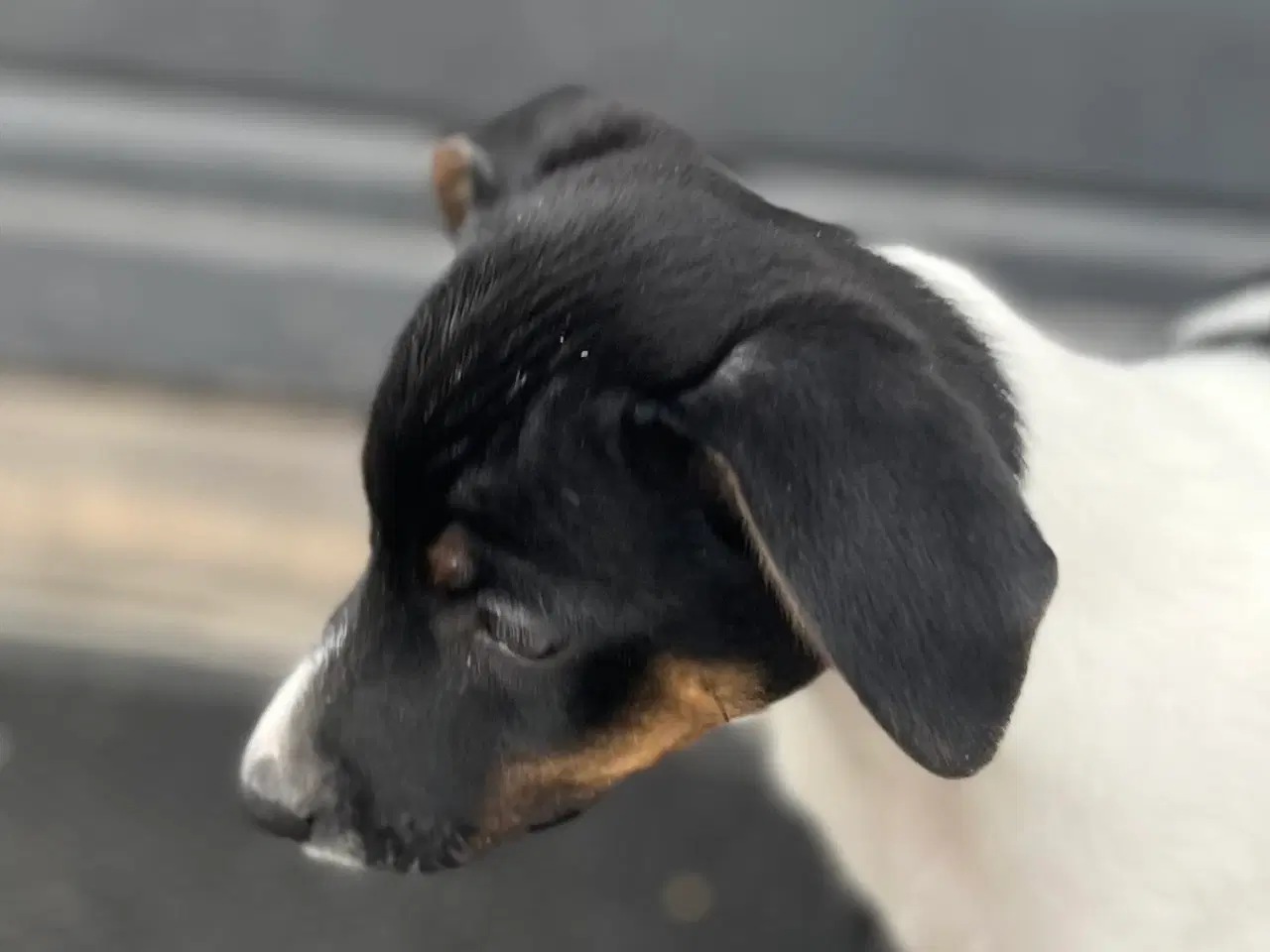 Billede 5 - Jeg vil også gerne have min egen familie 🐶