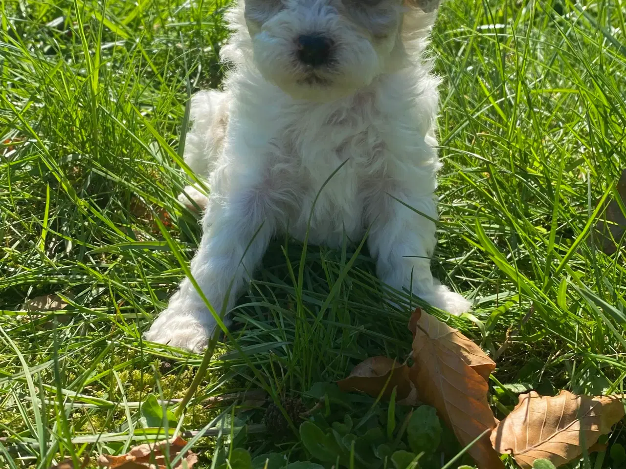 Billede 2 - Cavapoo hvalpe 