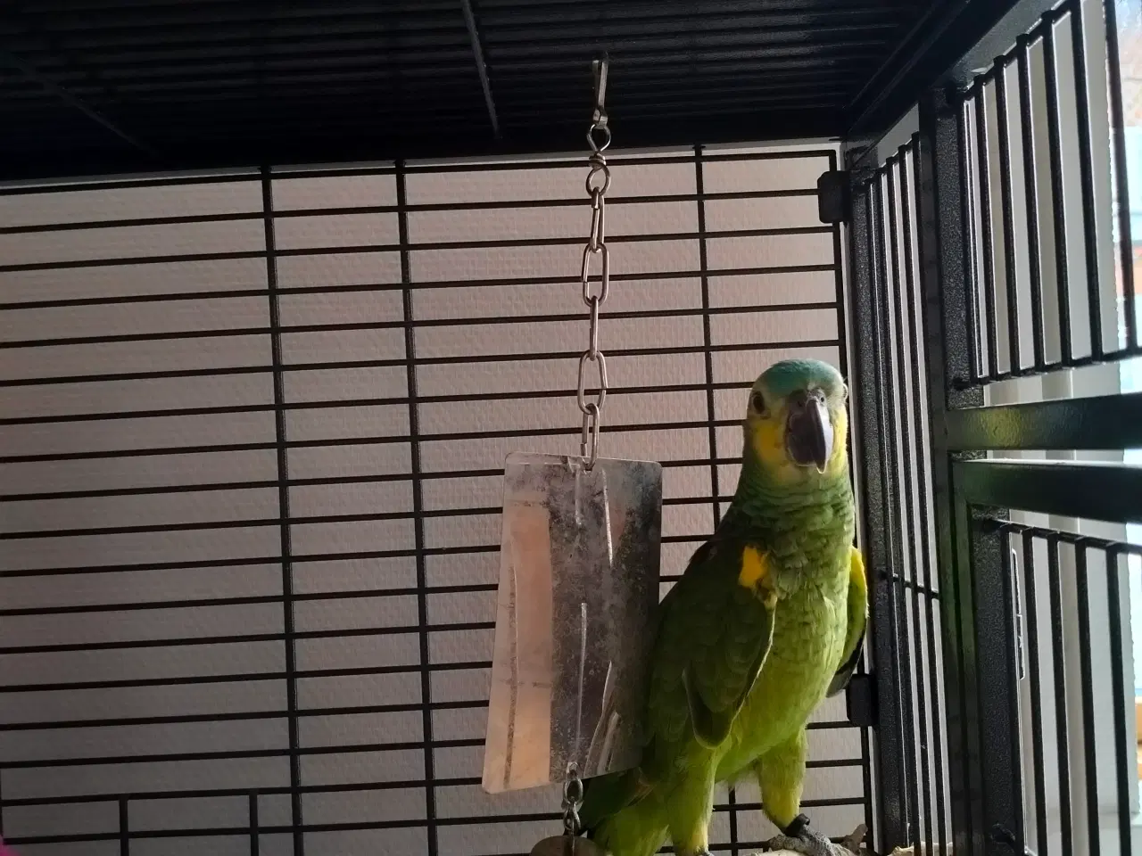 Billede 1 - Blåpandet Amazone sælges