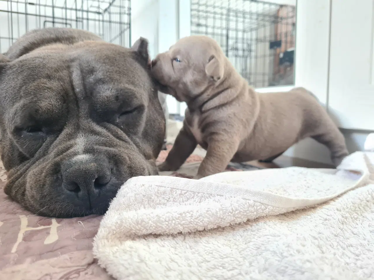 Billede 6 - American Bully Pocket - hvalpe 