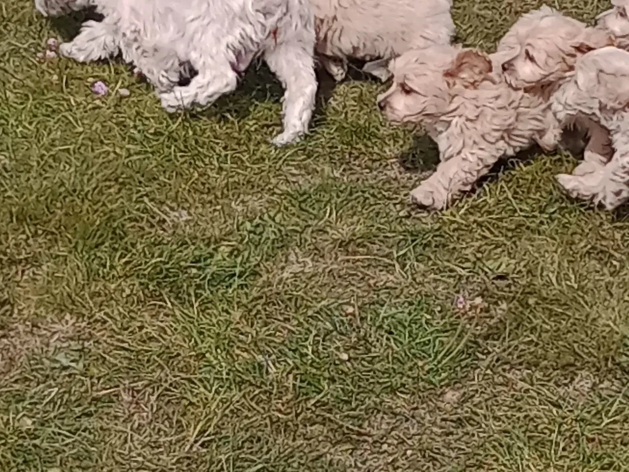 Billede 1 - Maltipoo hvalpe