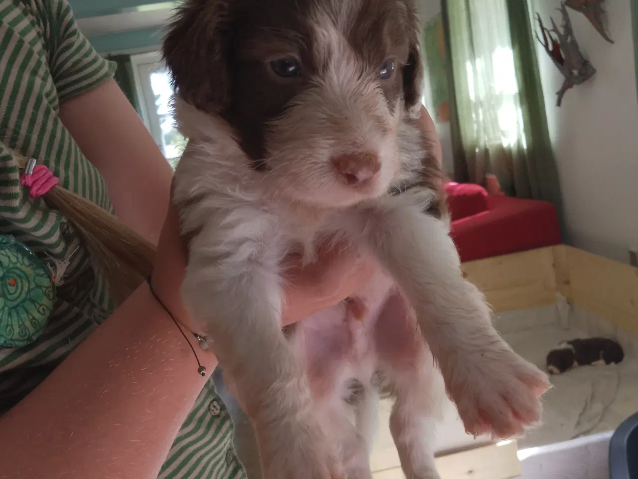 Billede 2 - Aussie doodle hvalpe 