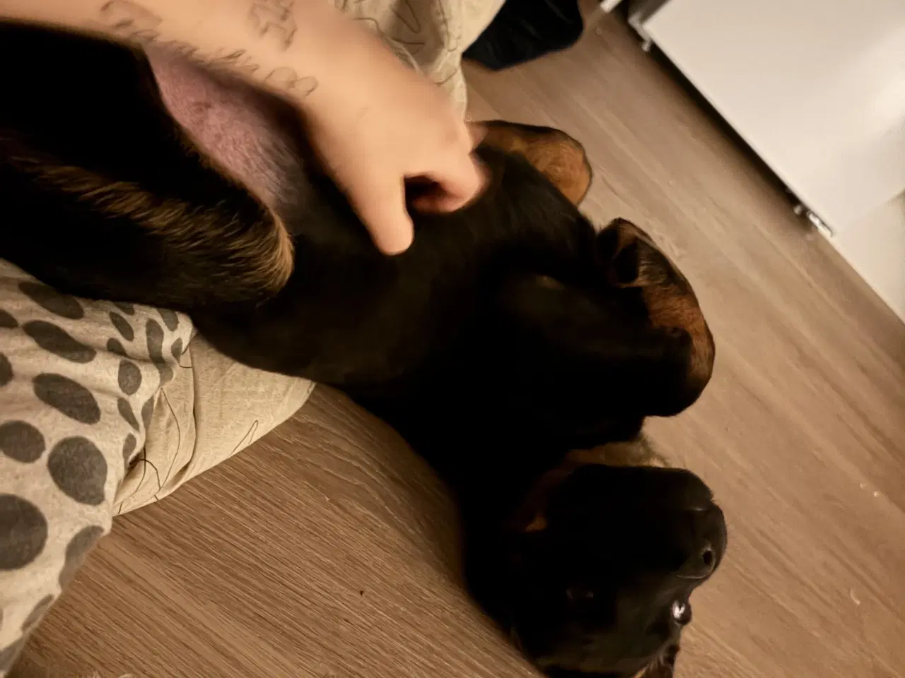 Billede 10 - Rottweiler / schæfer blanding