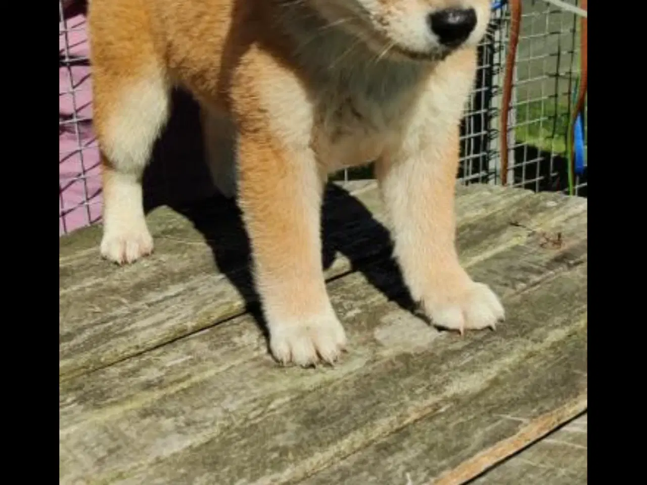 Billede 2 - Shiba hvalpe på 10 uger