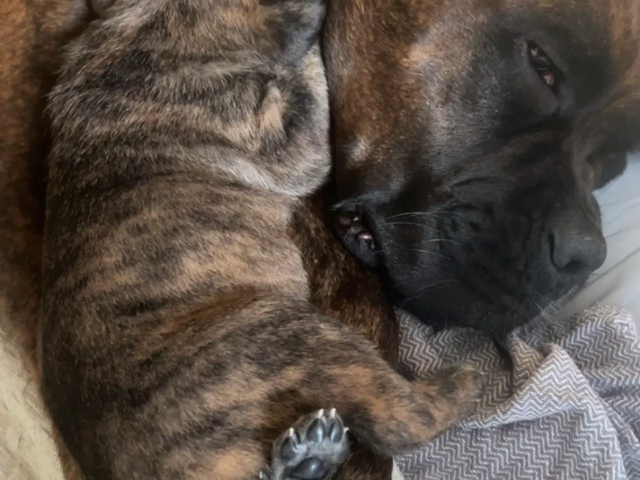 Billede 11 - Store, smukke og robuste Boxer/Mastiff hvalpe