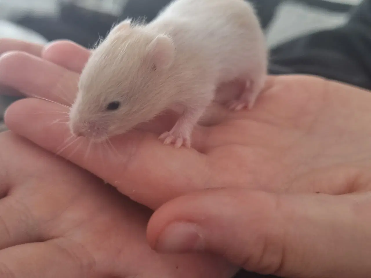 Billede 8 - Guldhamster unger sælges