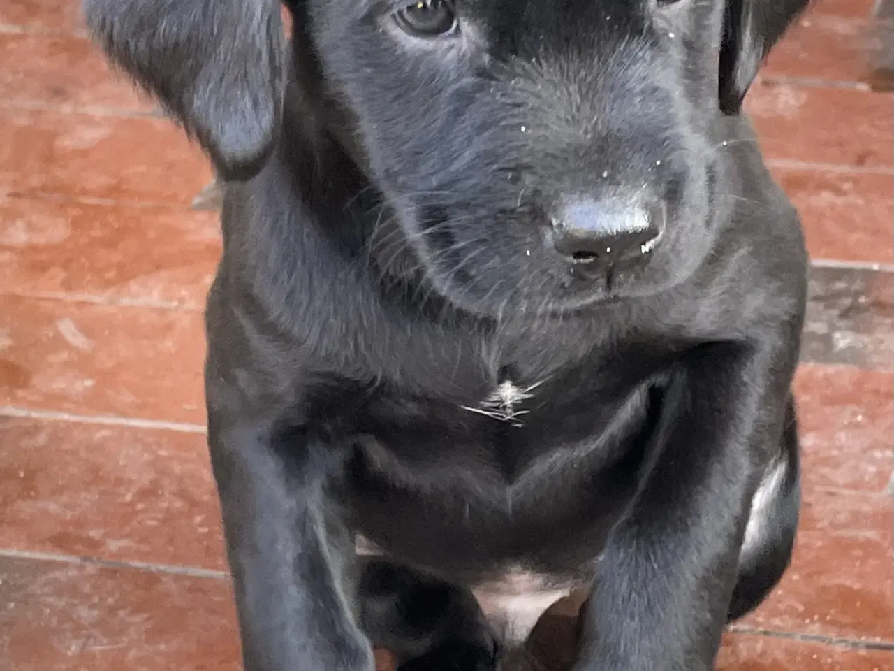 Billede 6 - Labrador / Cokkerspaniel blanding