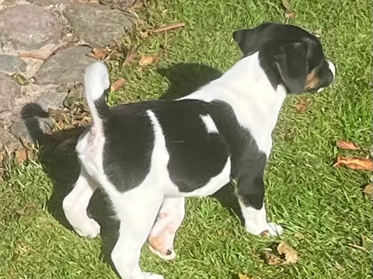 Billede 6 - Dansksvensk Gårdhund hvalpe