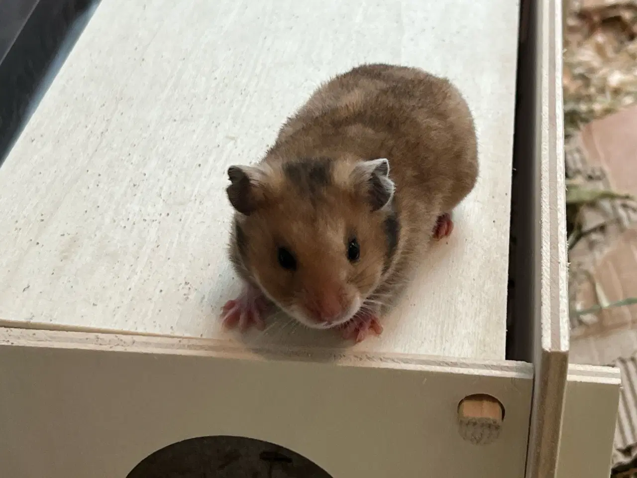 Billede 3 - Sibiriske guldhamster unger