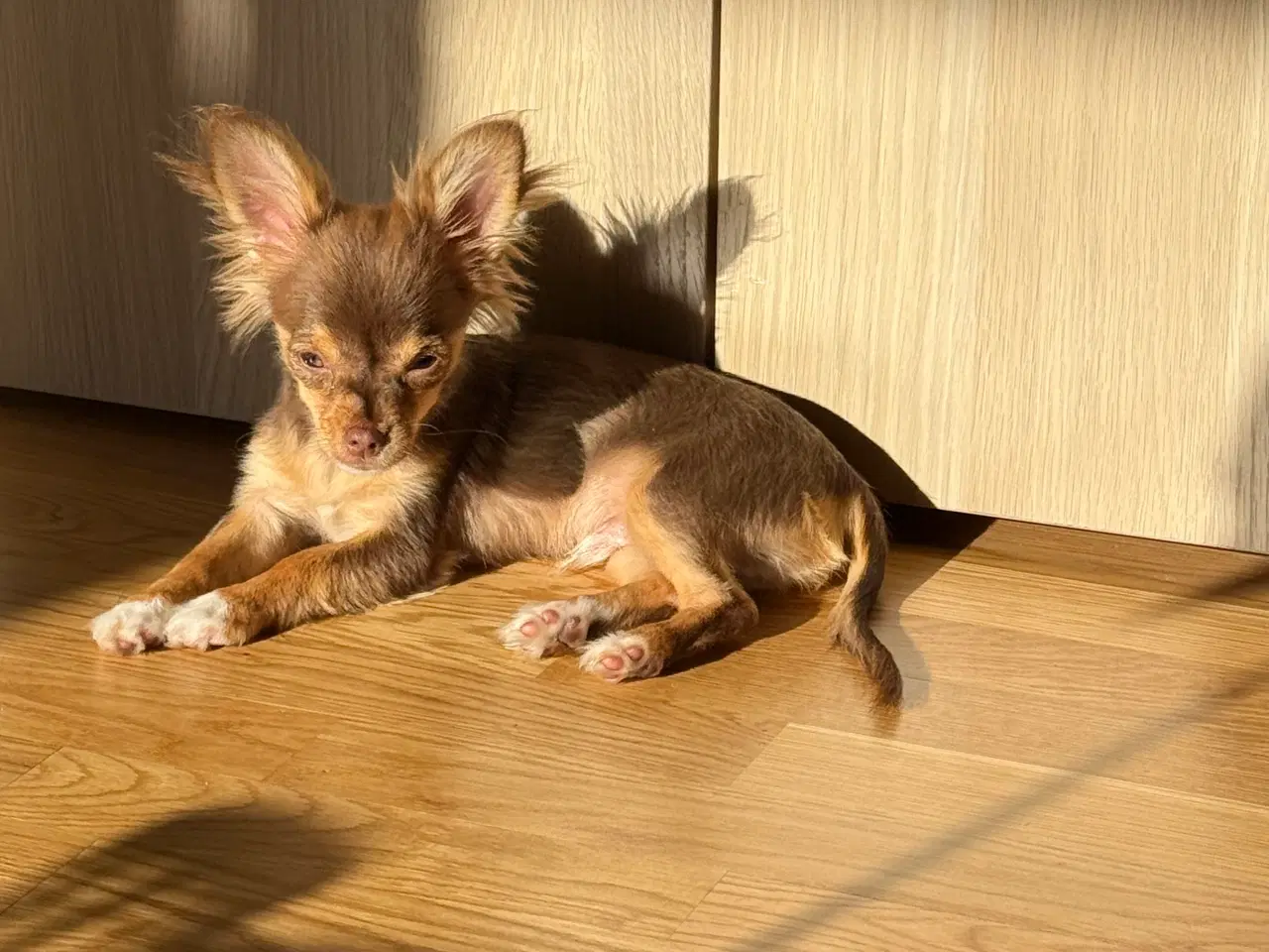 Billede 4 - Sød chihuahua sælges  