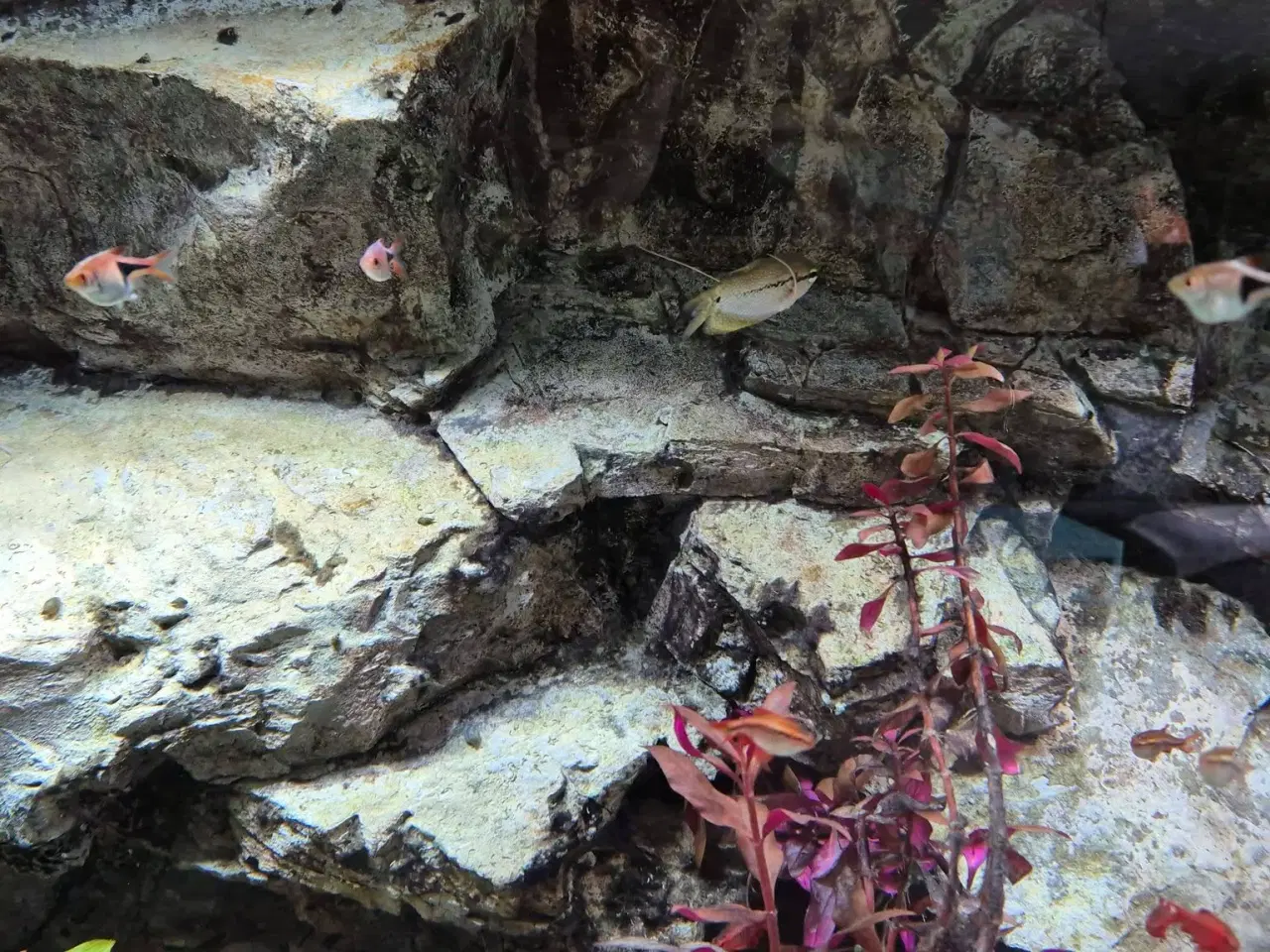 Billede 3 - 720 L akvarium m. beboere