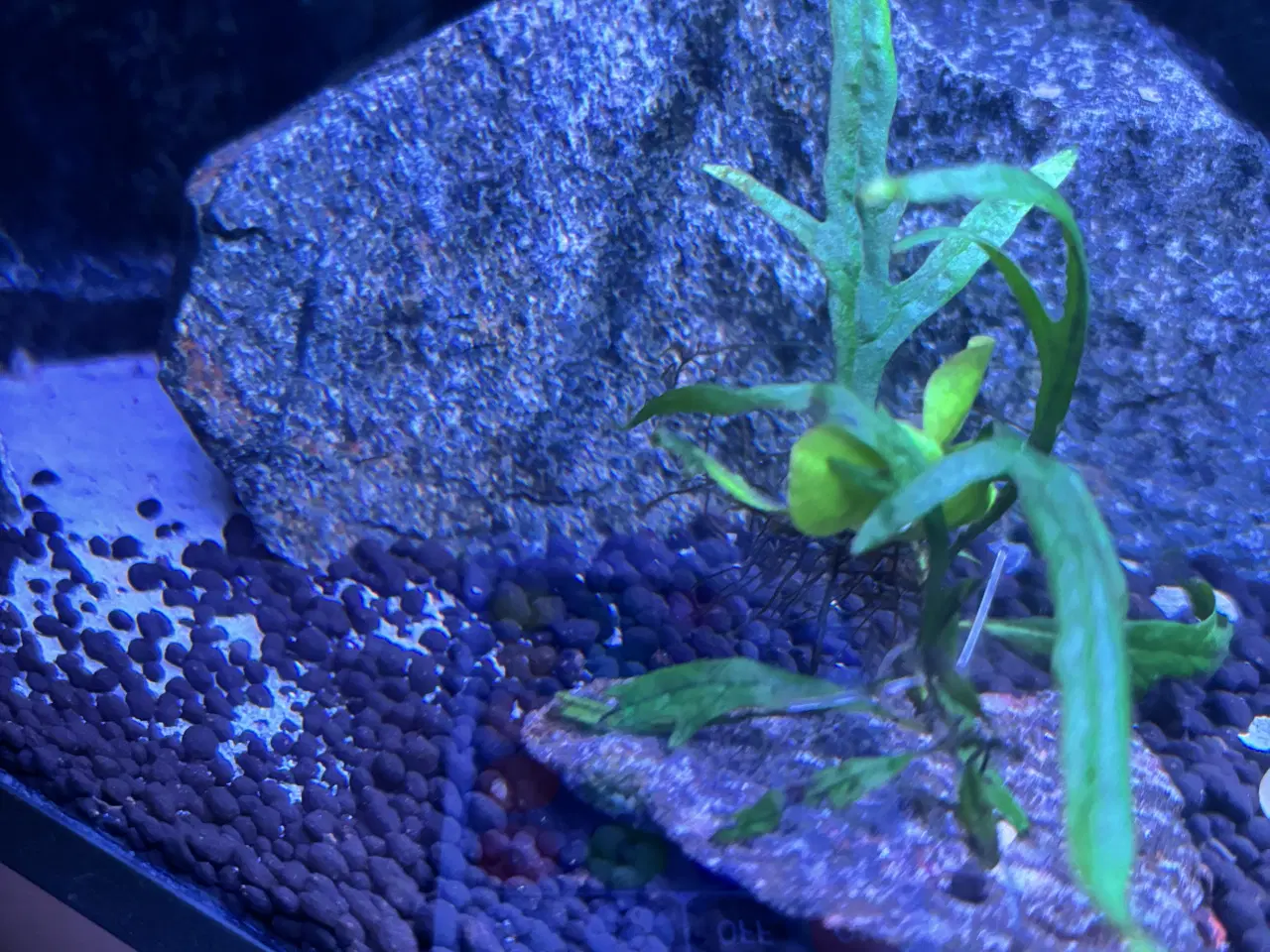 Billede 2 - Java bregner - småplanter