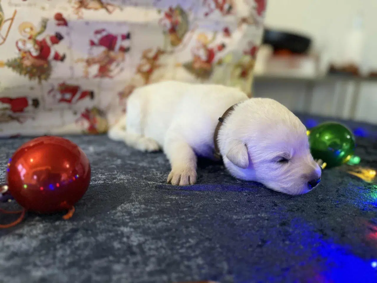 Billede 5 - En blød julegave til familien 
