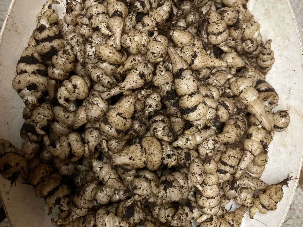 Billede 6 - Knoldgaltetand også kaldt kinaskok