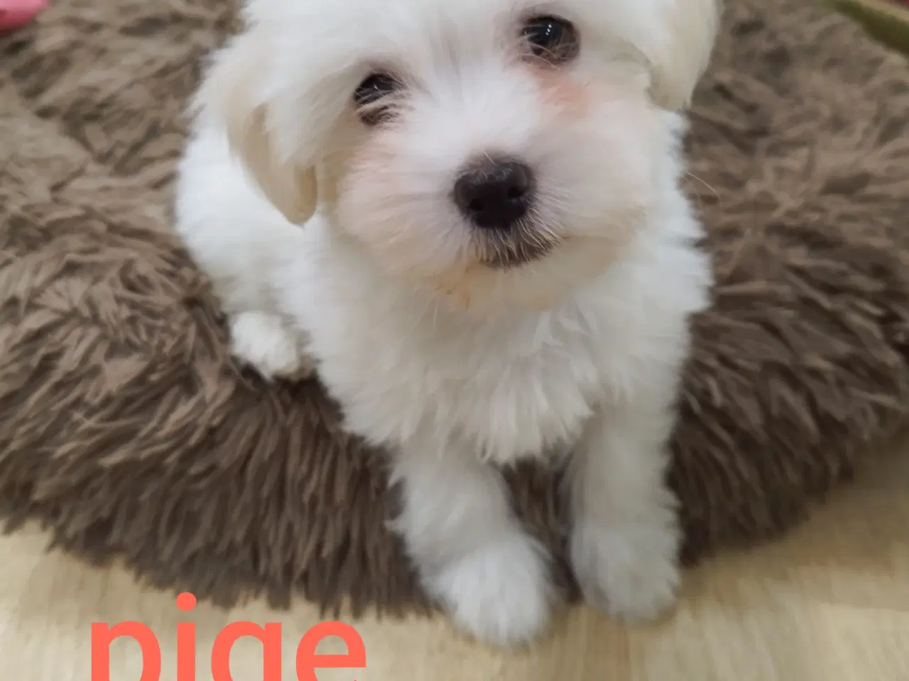 Billede 6 - Bichon Havanais hvalpe