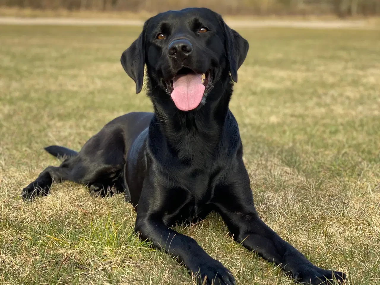 Billede 4 - Hanhund tilbydes til avl 