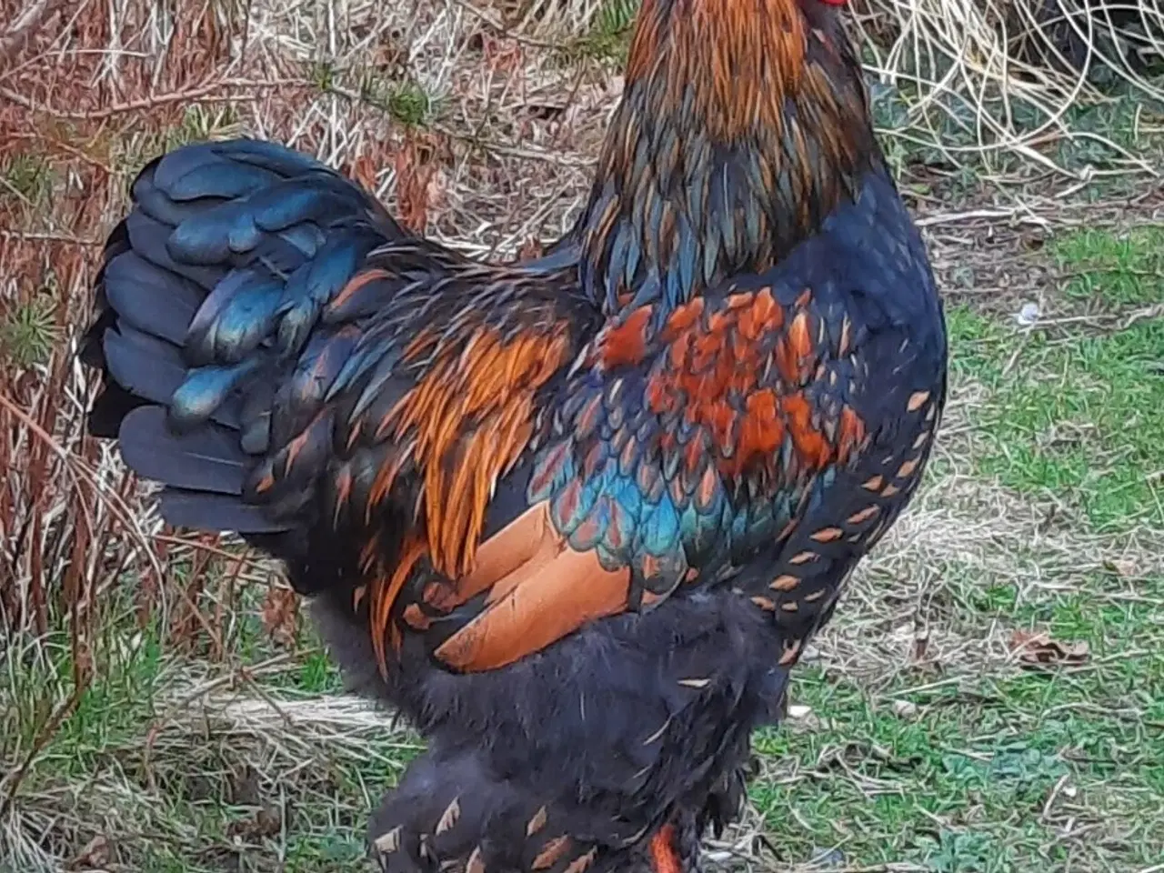 Billede 2 - Flot hane søger nyt hjem