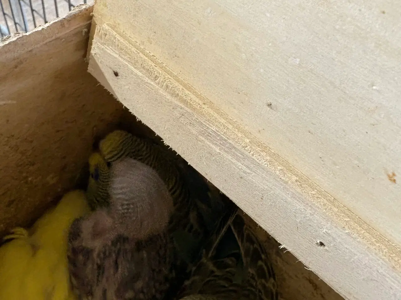 Billede 1 - Har 4 stk undulater unger klar om ca 1 uge 