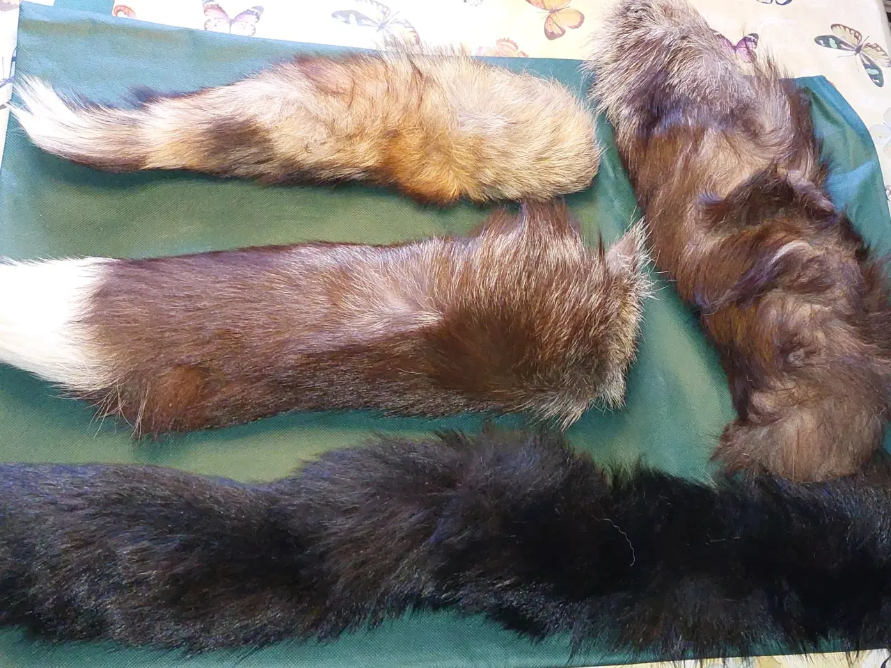 Billede 1 - Rævhaler