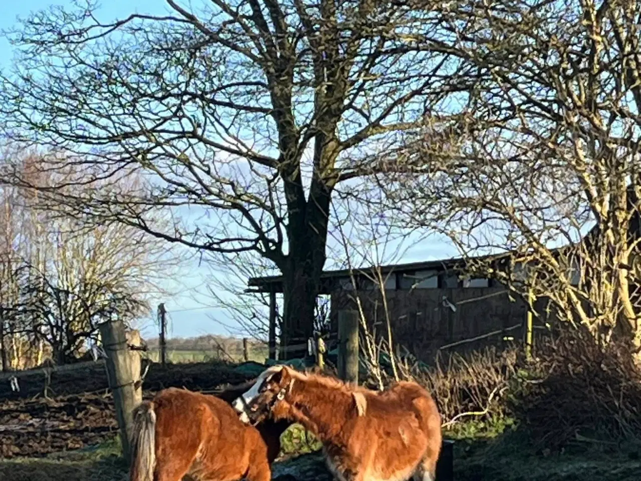 Billede 6 - To fine welsh sec. A hingste