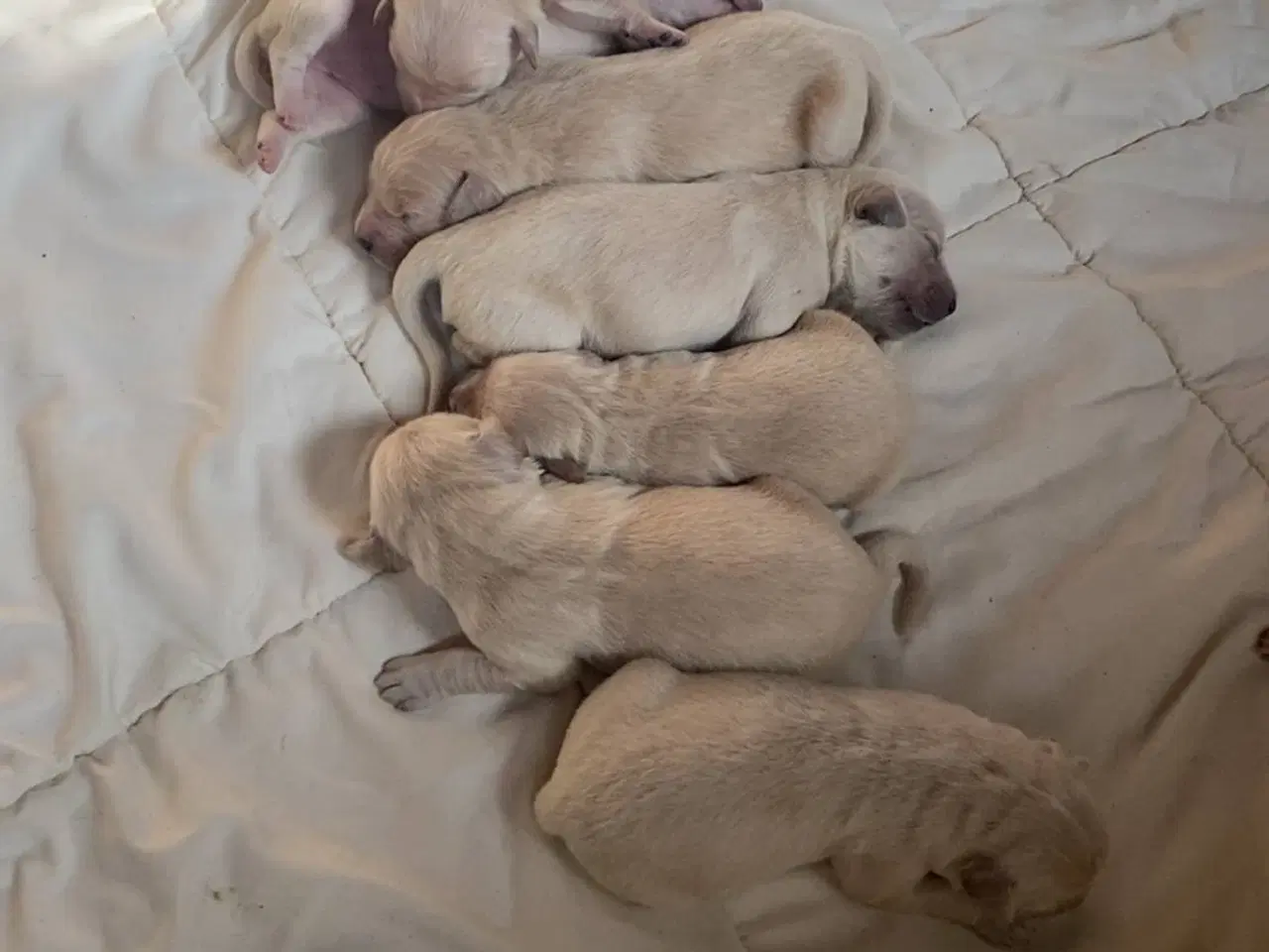 Billede 4 - 11 stk Golden retriver Hvalpe