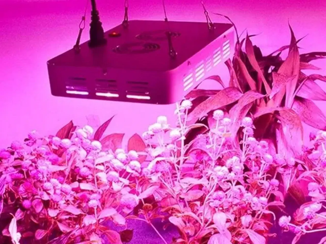 Billede 3 - DILIYA - 300W 100 LED Plant Grow Plant 