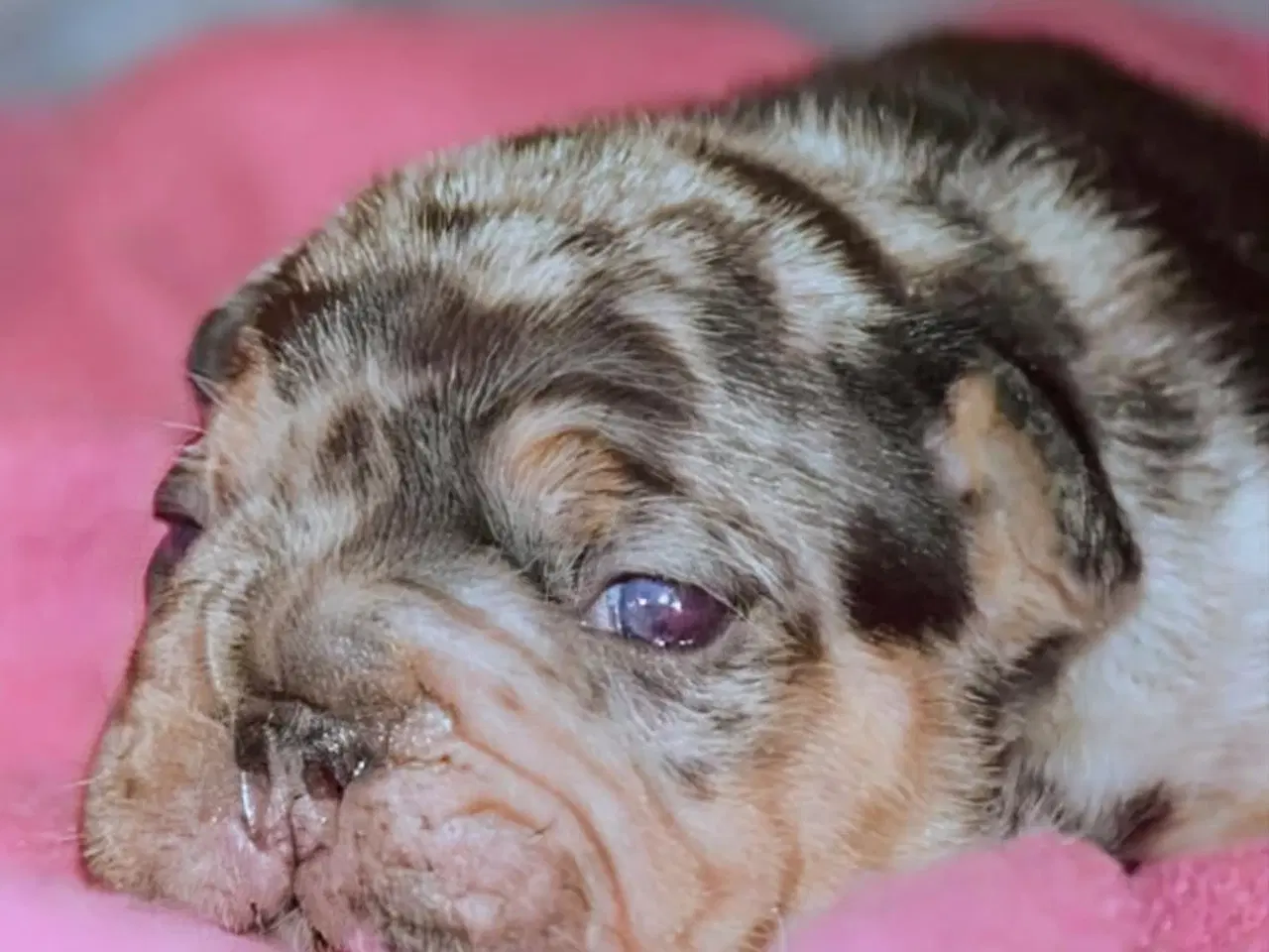 Billede 10 - Fransk Velvet bulldog. NEDSAT!