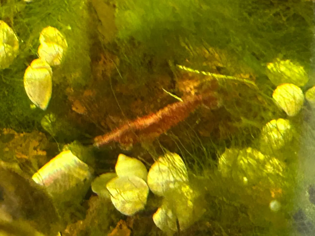 Billede 5 - 🦐🍒 Flotte lys røde kirsebærrejer – Viby J