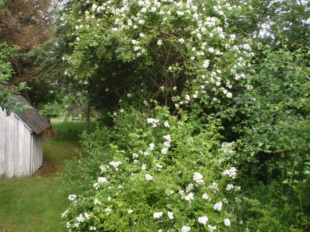Billede 2 - Remisseplante Mangeblomstret rose.
