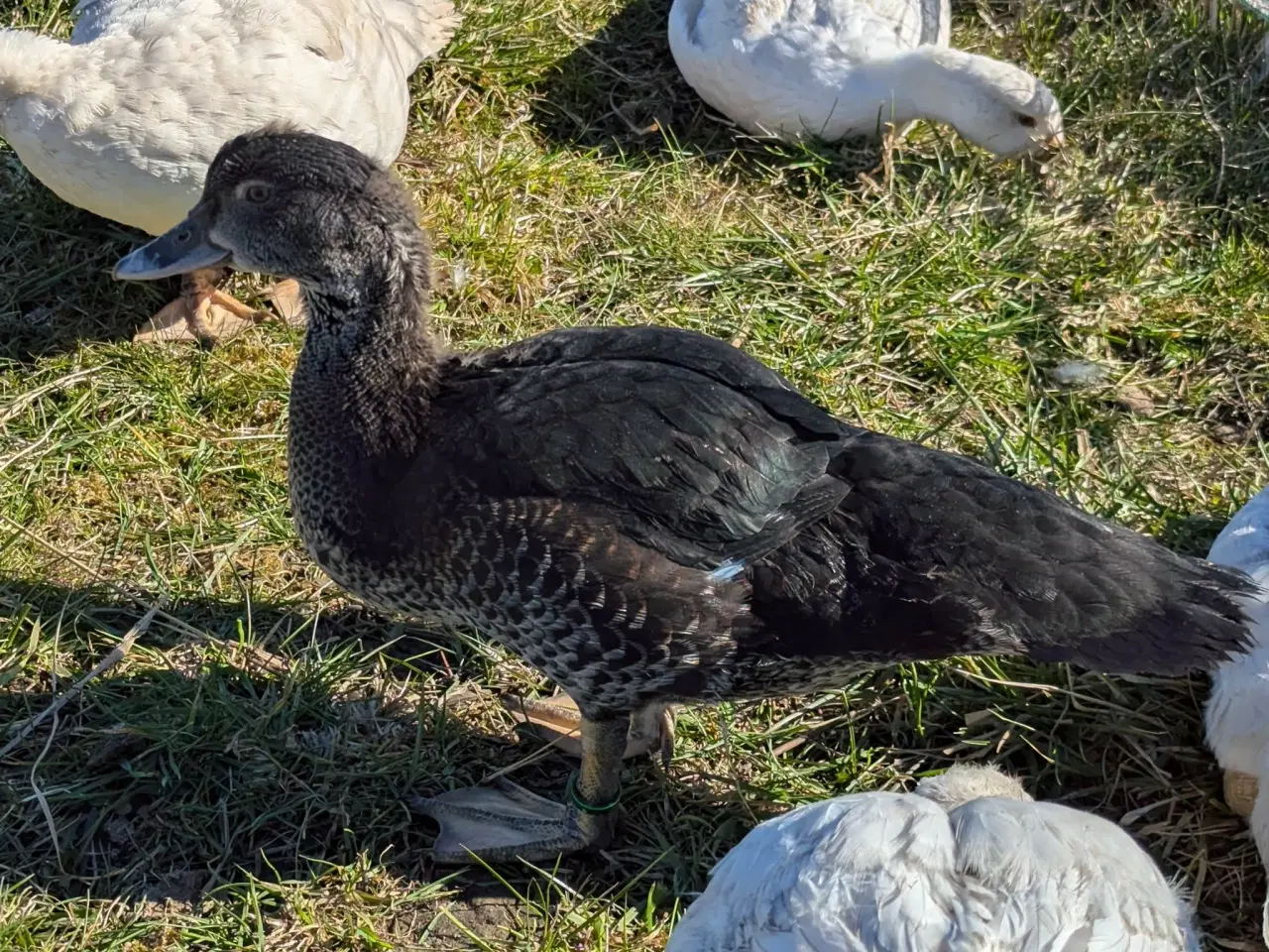 Billede 4 - Moskusænder ællinger tillidsfulde