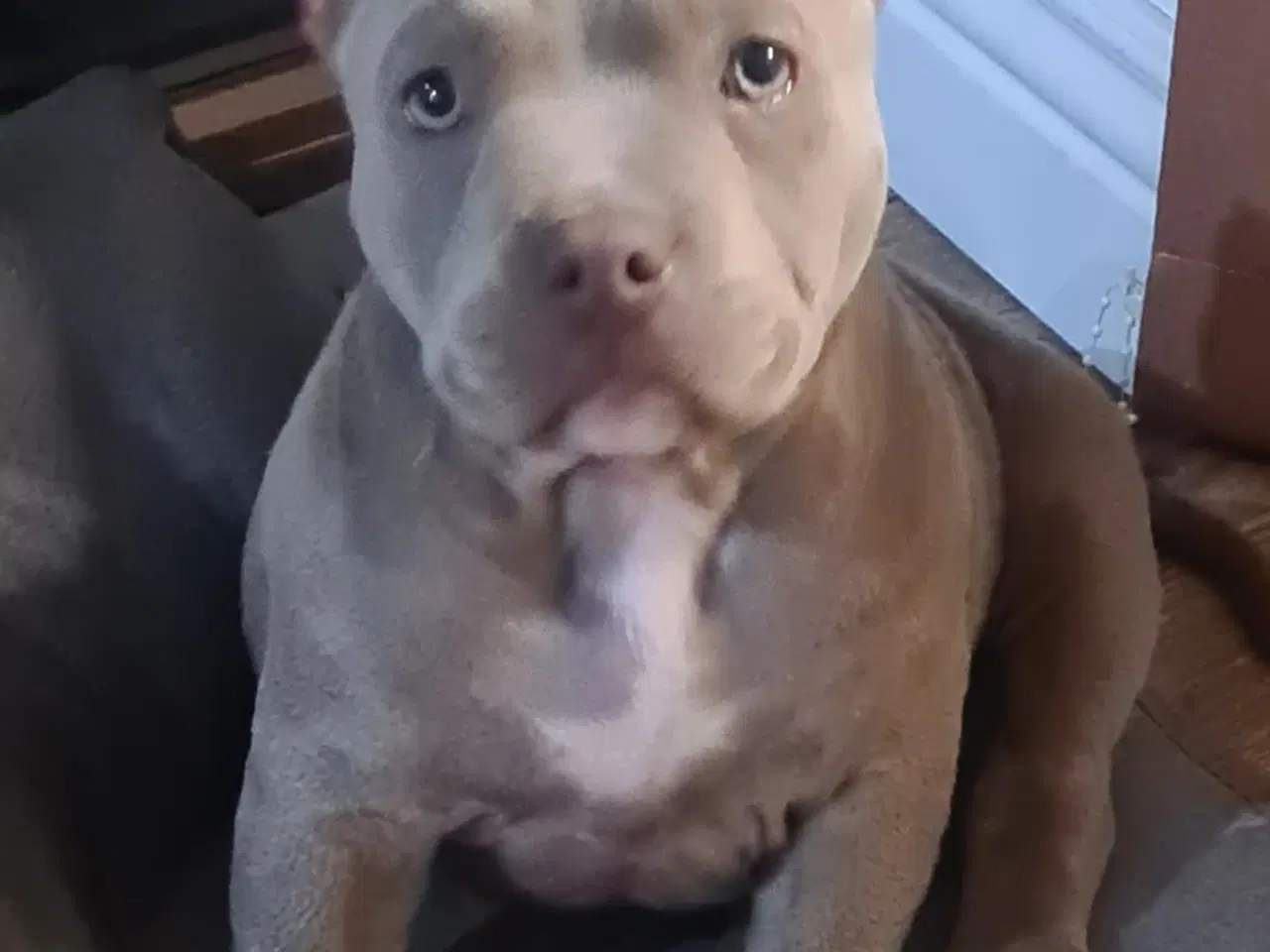 Billede 2 - American Bully pocket 