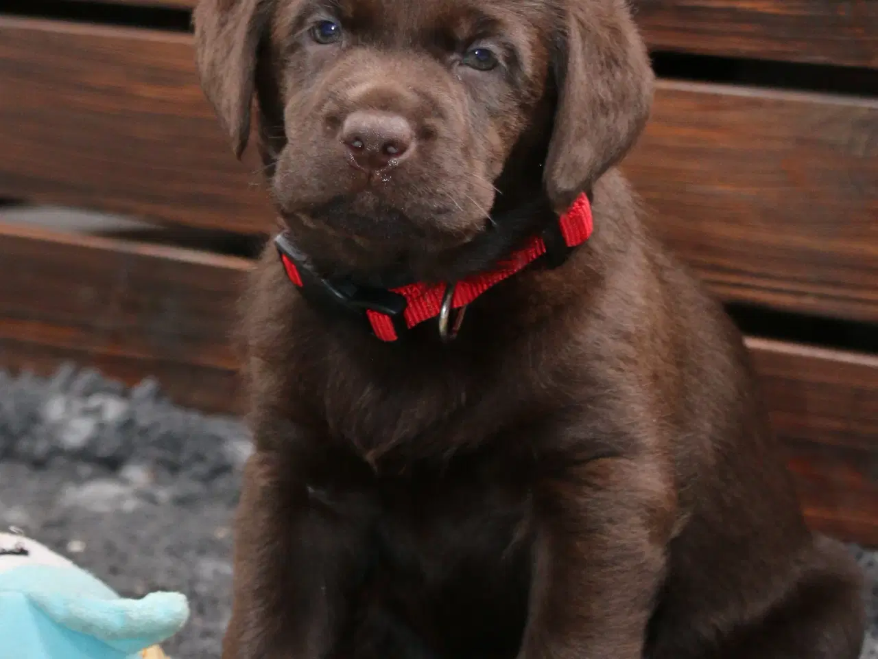 Billede 6 - Labrador med DKK stambog