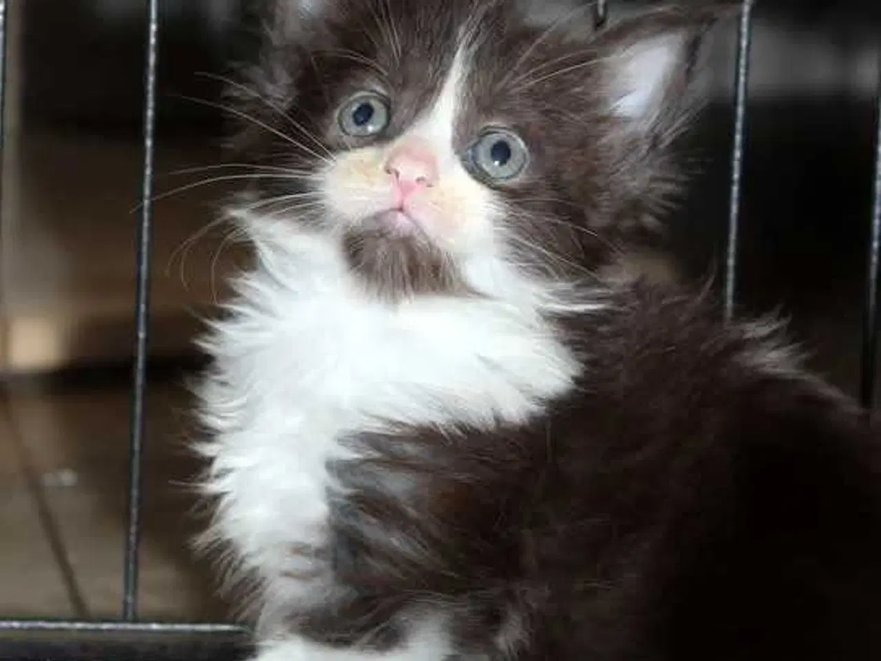 Billede 5 - Maine coon killinger med tavle