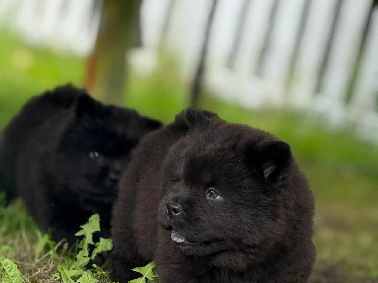 Billede 12 - Chow Chow hvalpe