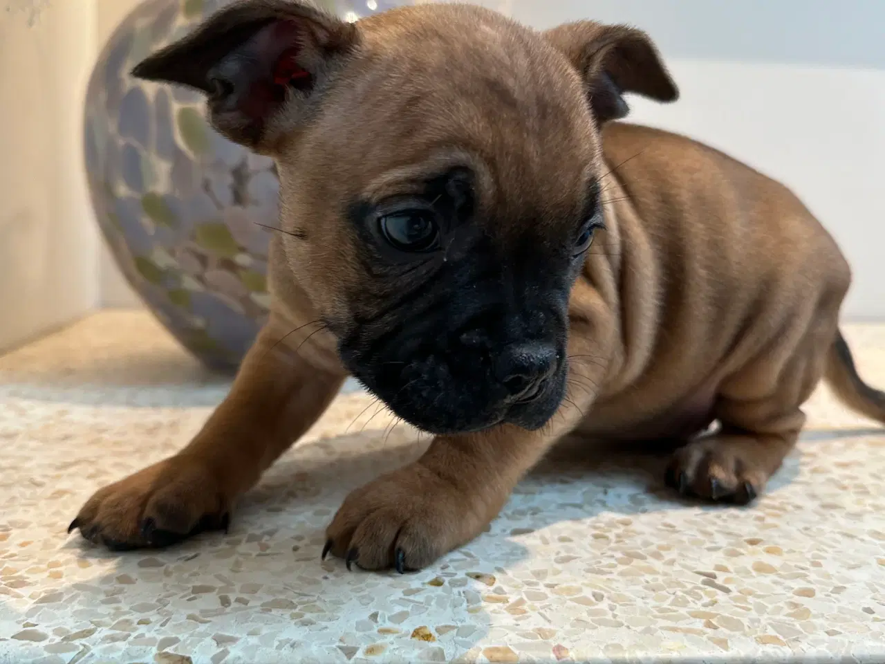 Billede 6 - De kærligste hvalpe søger nye familier