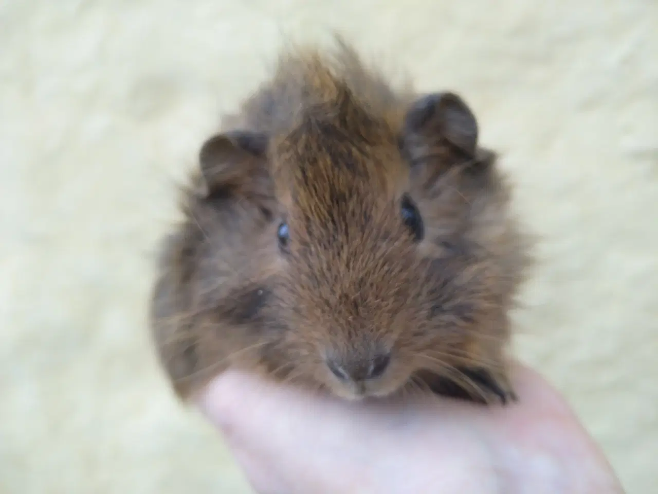 Billede 7 - 2 x Han unge til voksen, der har mistet makkeren.