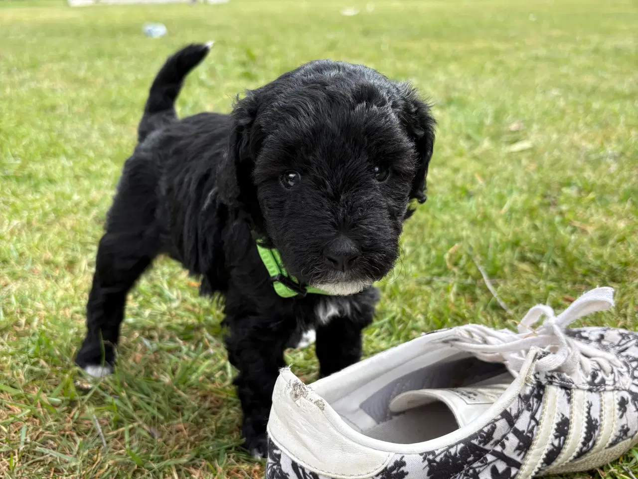 Billede 11 - Goldendoodle