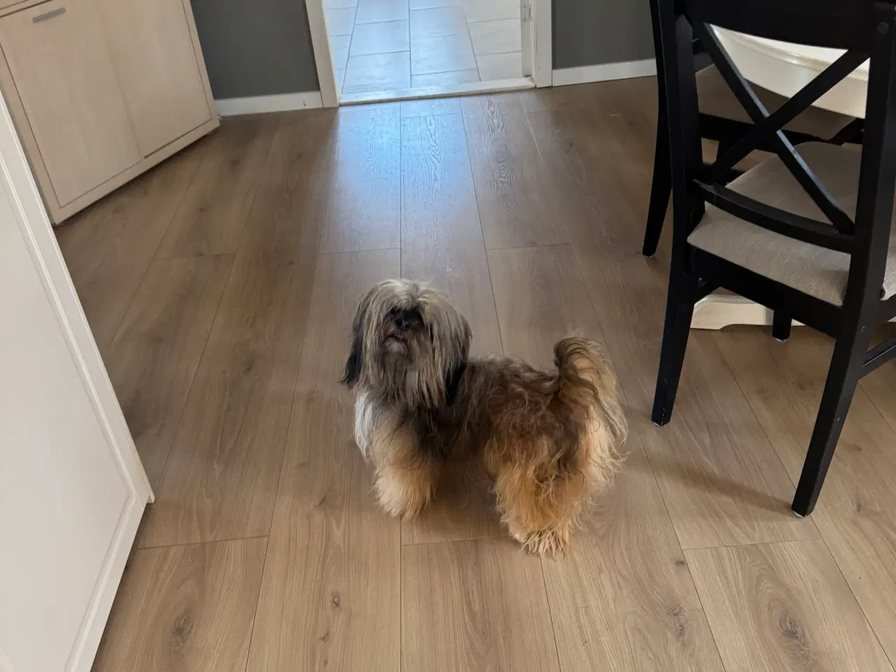 Billede 16 - Lhasa apso han 