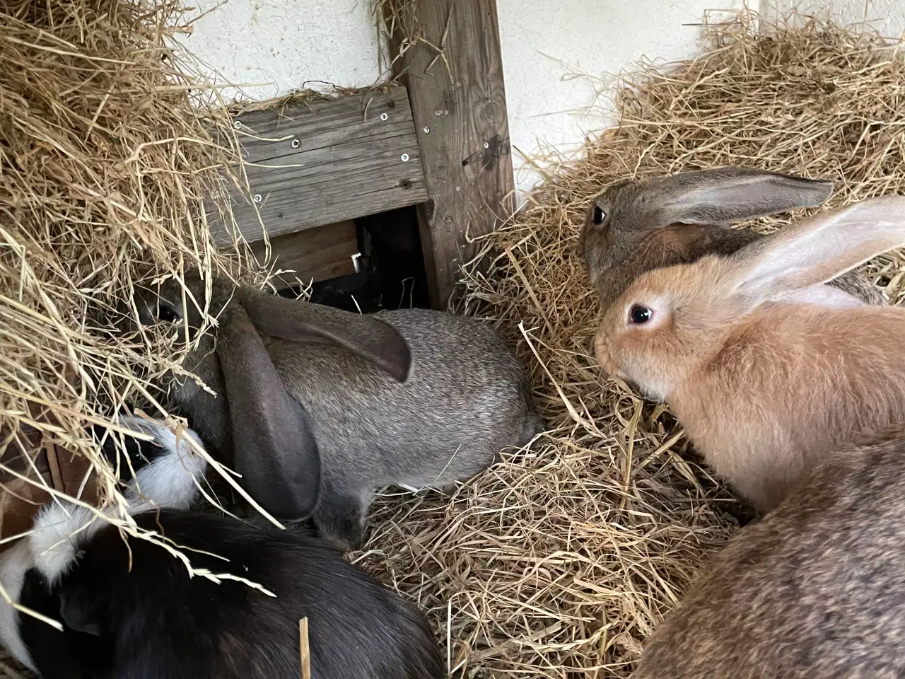 Billede 6 - Franskvædder/ begiskkæmpe unger