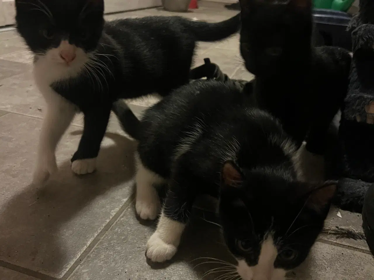 Billede 5 - Killinger gives væk