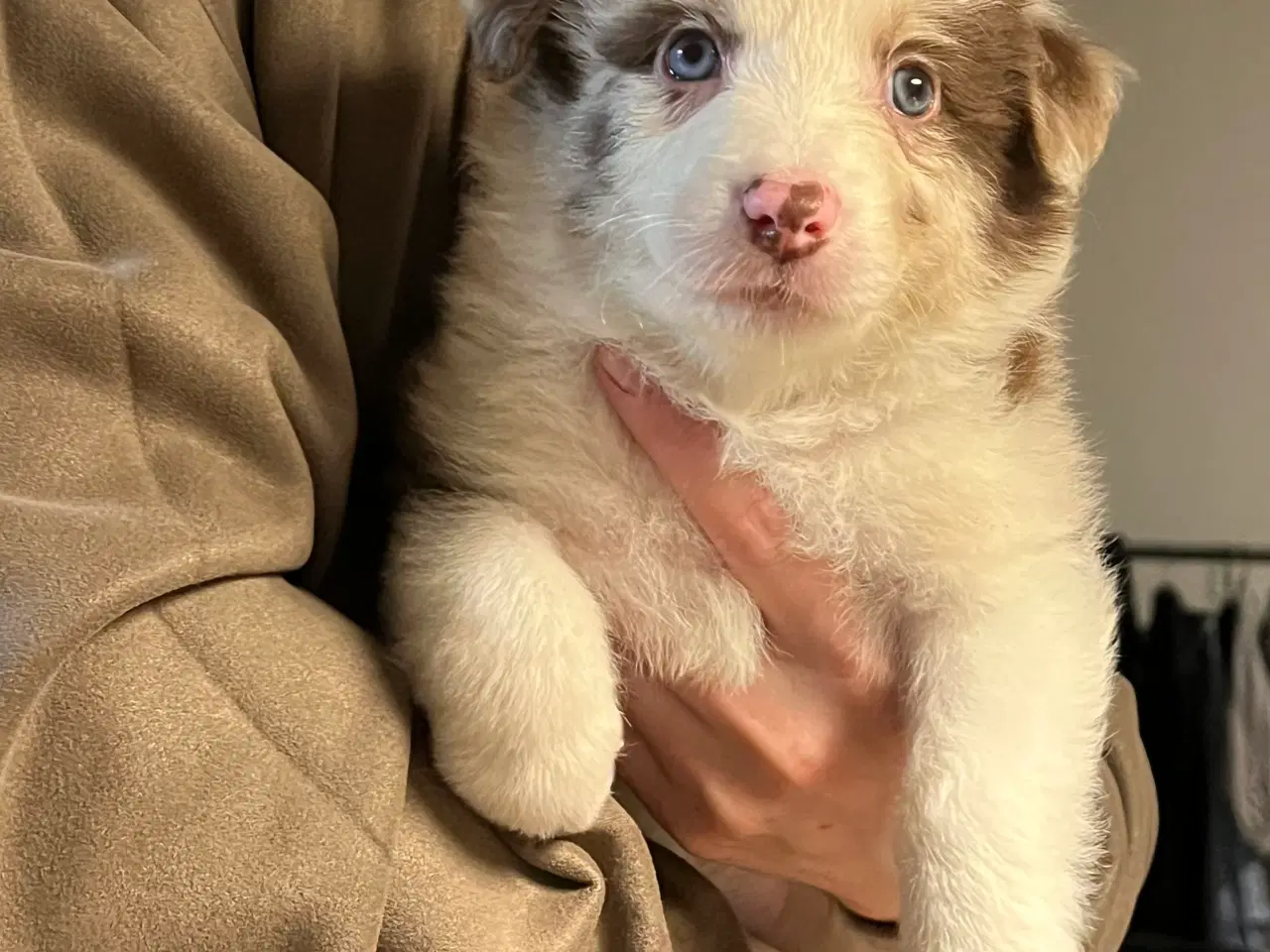 Billede 1 - Border Aussie hvalpe