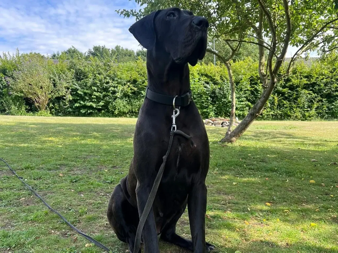 Billede 2 - Grand danois søger familie på Sjælland