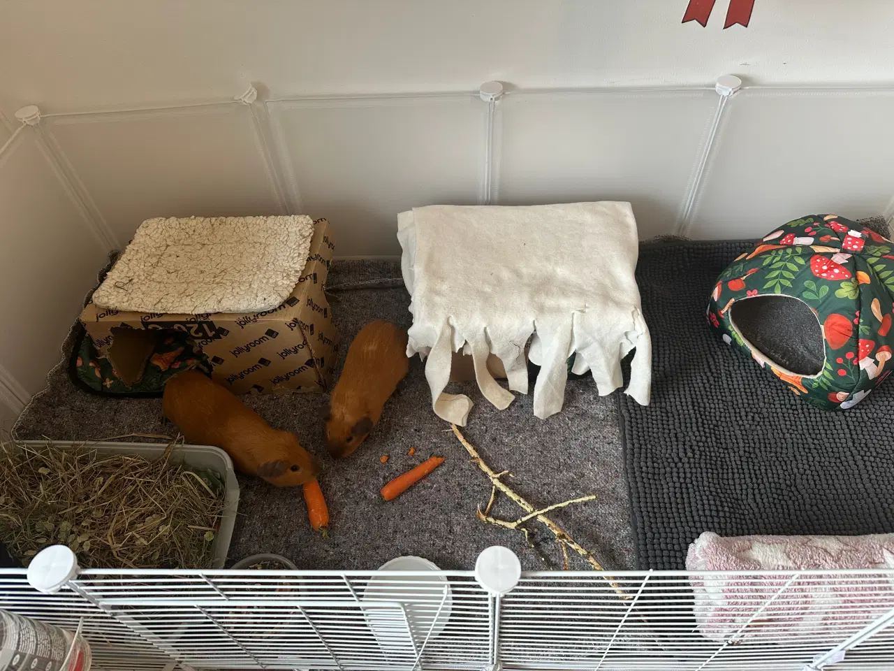 Billede 4 - To søde han marsvin søger nyt hjem