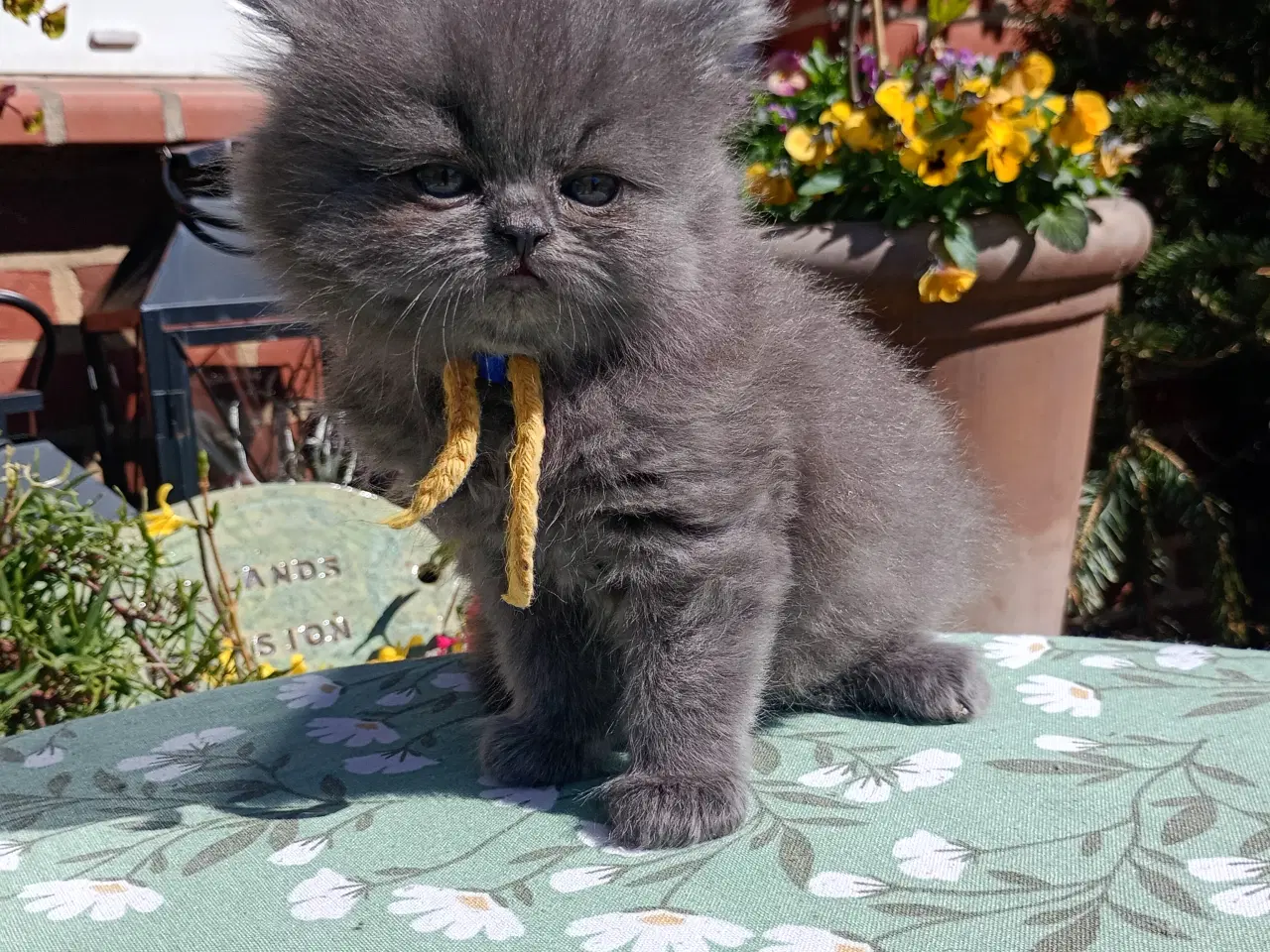 Billede 12 - British Longhair dreng